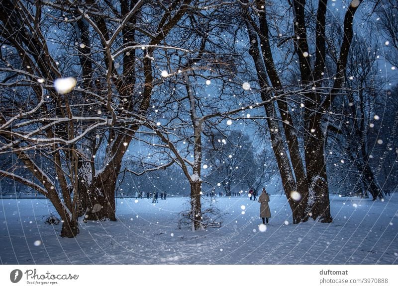 Landscape during snowfall in winter Night Snow snowflakes Tree snowy christmas tree Light Winter Cold Snowfall Nature White Frost Weather Bad weather Climate