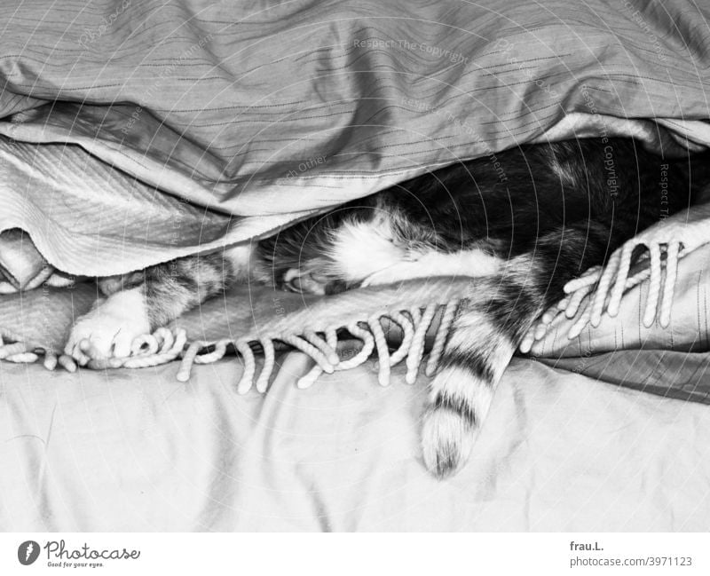Some blankets and a little hangover Animal portrait Pet Pelt mackerelled pets Lie Cat Bed Wool blanket Tails Duvet