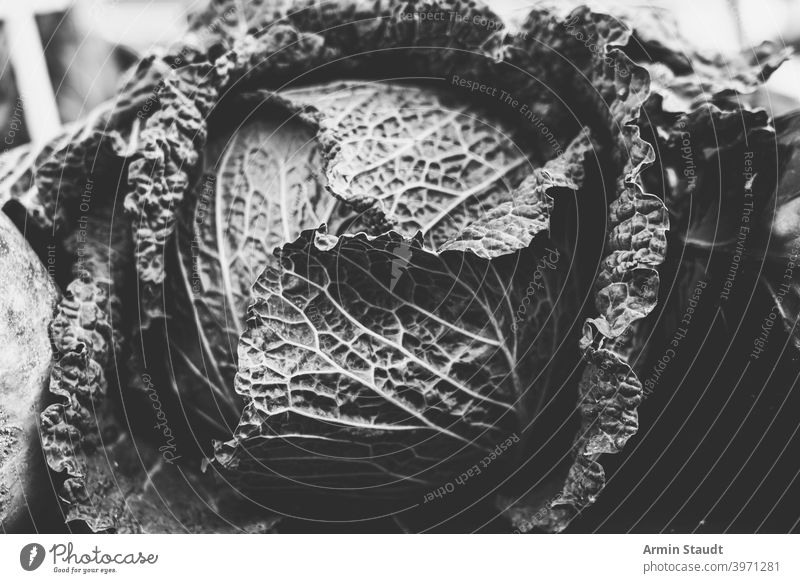 vintage black and white shot of a savoy cabbage vegetables closeup monochrome fresh plant natural food vegetarian leaf salad organic background nature raw