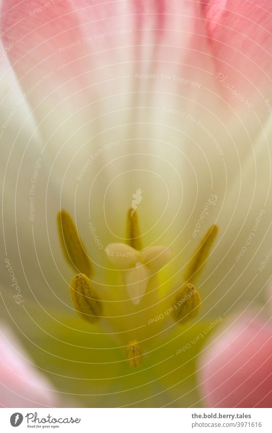 View into a tulip white-pink Tulip White Pink Pistil Flower Plant Blossom Nature Colour photo Spring Blossoming Day Interior shot