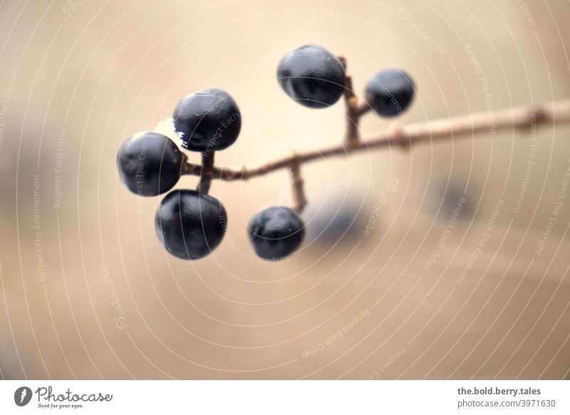 Berries against neutral background shallow depth of field Colour photo Exterior shot Nature Plant Shallow depth of field Deserted Close-up Day Detail
