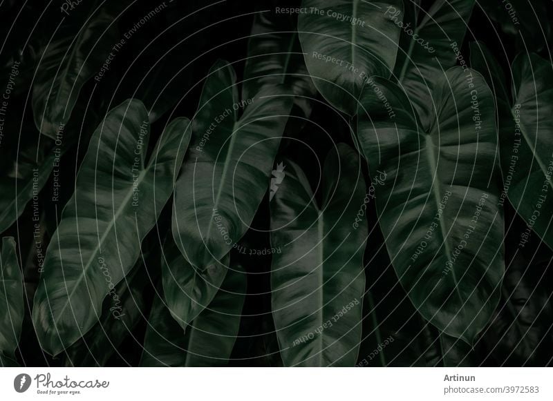 Dense dark green leaves in garden at night. Green leaf texture. Ornamental  plant. Green leaves in forest. Botanical garden. Greenery wallpaper for spa  or mental health. Nature abstract background. - a Royalty