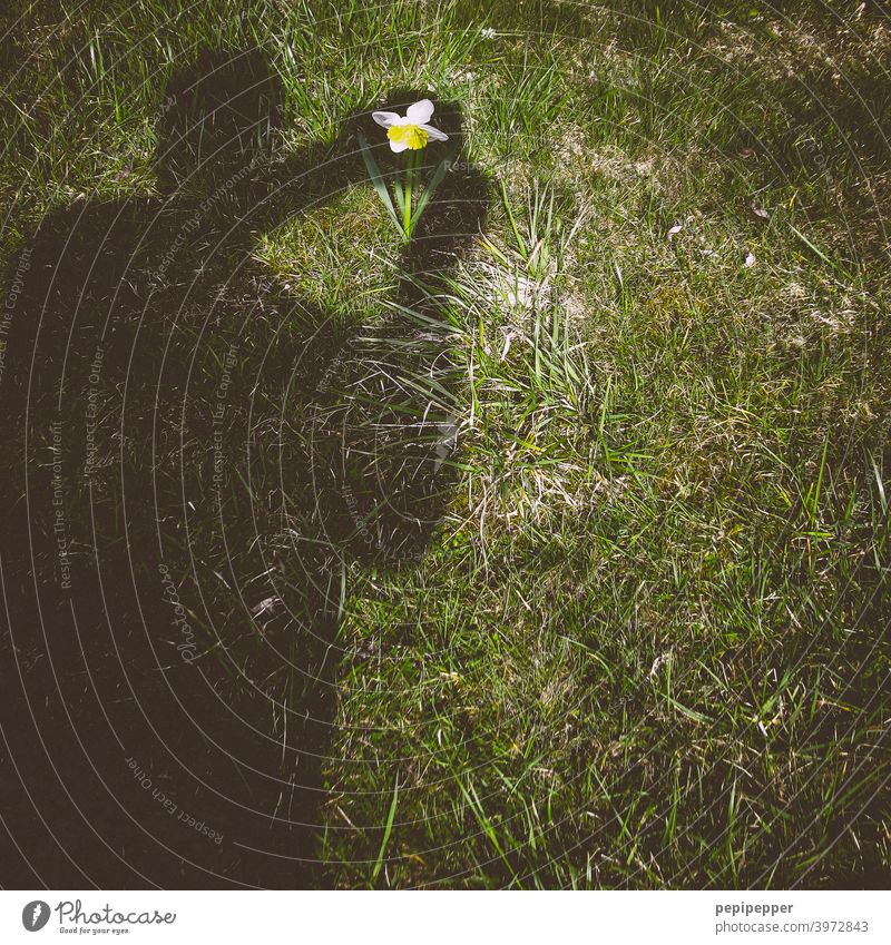 captured - shadow of a photographer taking a picture of a flower in the grass Shadow Shadow play Dark side Shadowy existence shade dispenser Flower Take a photo