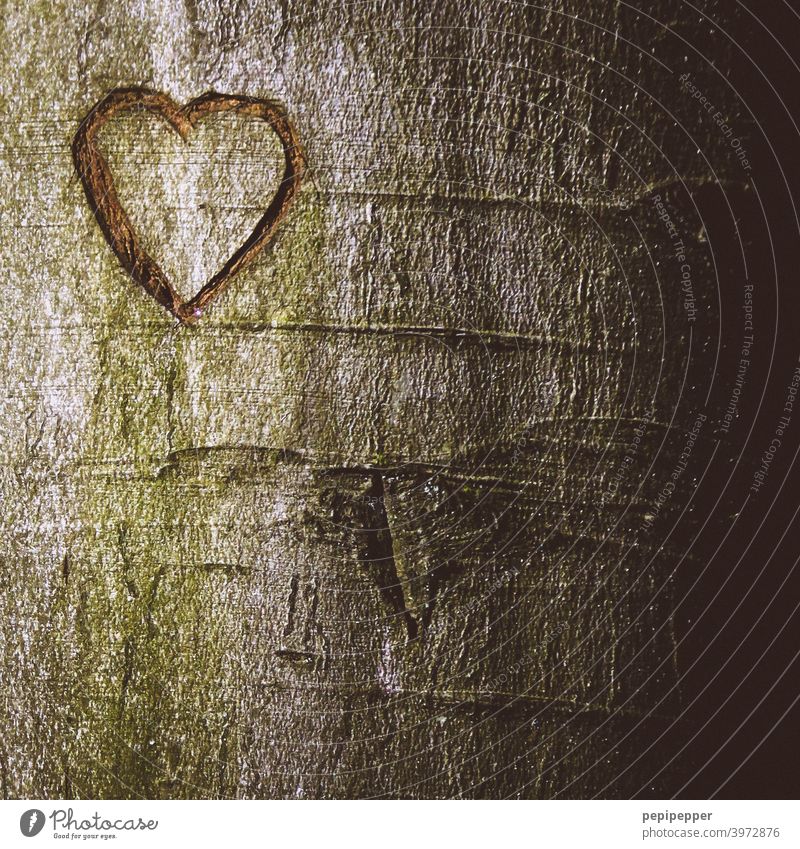 Heart carved into a tree Heart-shaped Tree bark Love Sign Colour photo Infatuation Romance Emotions Deserted Close-up Valentine's Day Exterior shot
