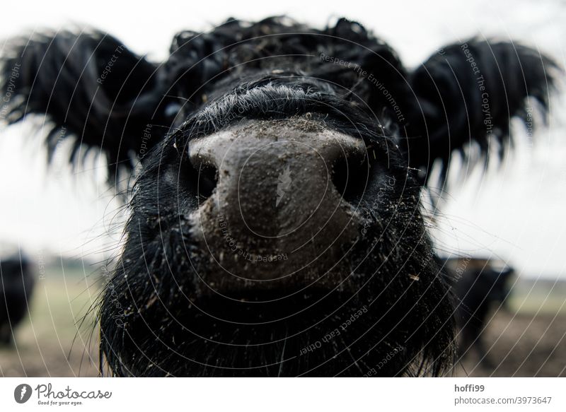 close to the Galloway Galloways Cattle Nose Mouth Snout Cow Saliva Dark drool Eyes To feed Generator Organic produce Grass Mammal Milk Biological Cattleherd