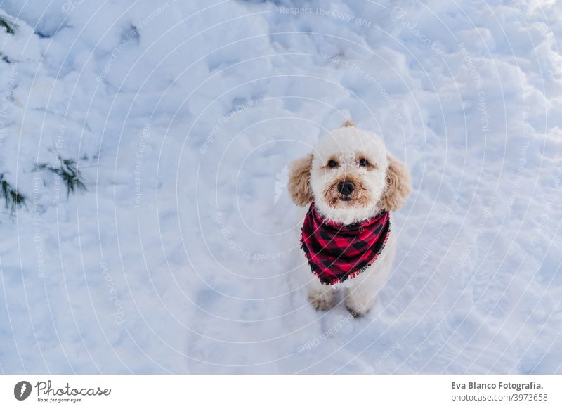 cute poodle dog wearing modern plaid bandana in snowy mountain. Pets in nature. winter season breed collar cold beautiful small young sunny flare travel