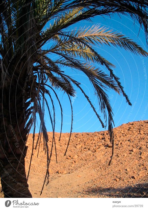 palm Egypt Palm tree Vacation & Travel Plant Desert Mountain