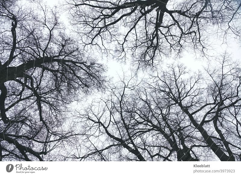 View upwards - bare tree tops in black and white Tree Trees, Cold Branch soaring into the sky slender Establishing a pattern Upward Nature Forest Plant