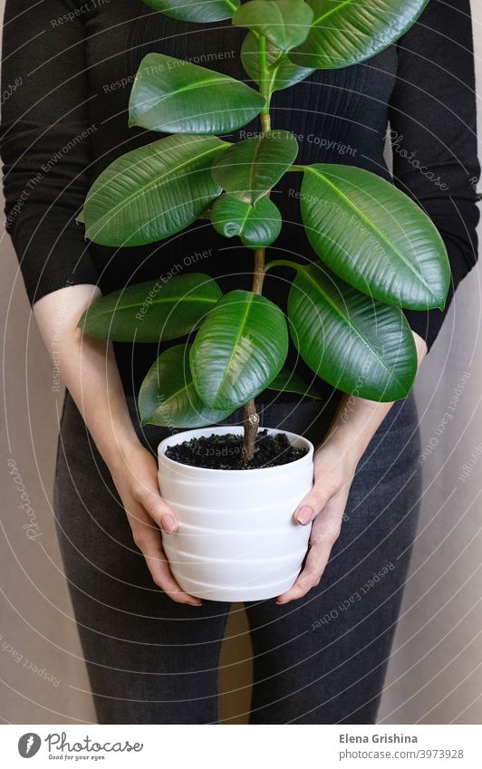 The girl holds in her hands a white pot with a ficus flower. Decorative home plant. Ficus elastica plant, rubber tree. ficus tree female hands human hand