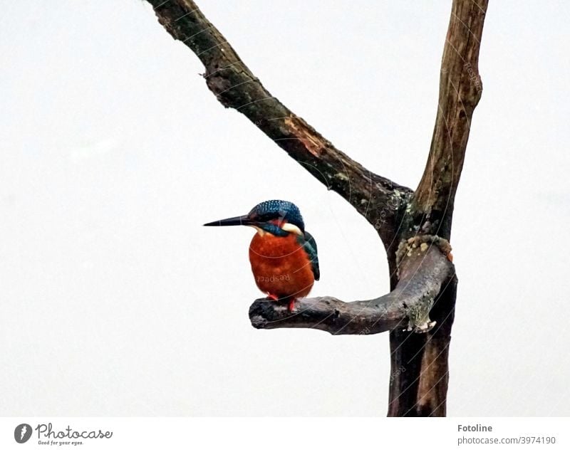 Enjoy your meal! The kingfisher has caught a fish in the snow flurry and is about to enjoy it. Kingfisher Bird Animal Exterior shot Colour photo Wild animal 1