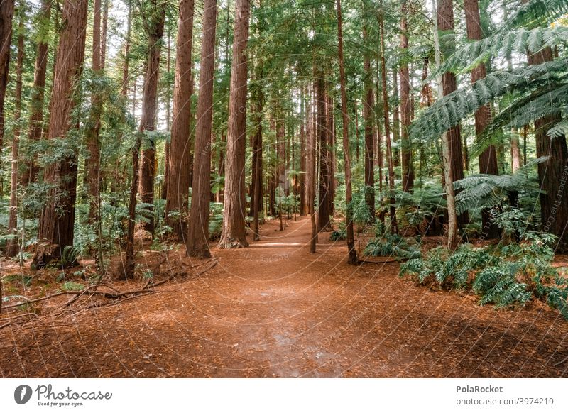 #AS# Red trees New Zealand Wilderness Redwood Redwoods nationalpark forgiveness pass Dinosaur forsake sb./sth. on one's own Hiking Adventurer Wild plant