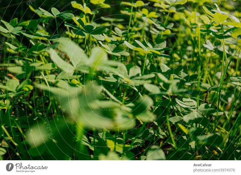 A background made of green plants on detail with sun light reflecting over it and a lot of copy space colours copy-space backgrounds minimalistic growth vibrant