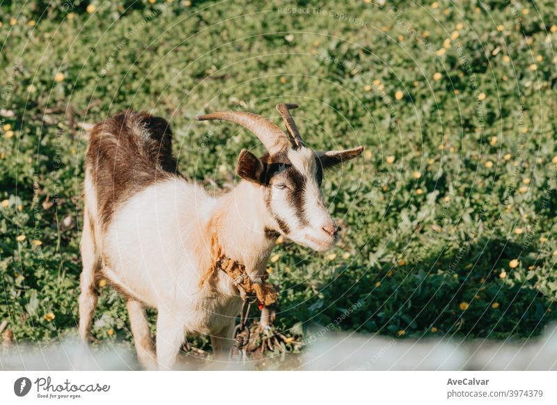A close up of a goat eating grass while relaxing on the grass with baby goats infant wide peace friendship ranch children group smile furry strong inquisitive