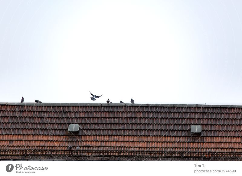 Pigeon life in Berlin Prenzlauer Berg Roof Town Downtown Exterior shot Capital city Old town Deserted Day Colour photo House (Residential Structure)