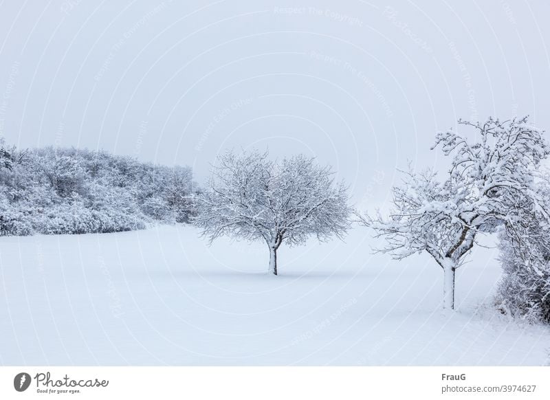 close to nature | winter landscape Nature Landscape trees bushes Winter Snow snowy Cold Frost Winter mood chill White Winter walk Snowscape Winter's day