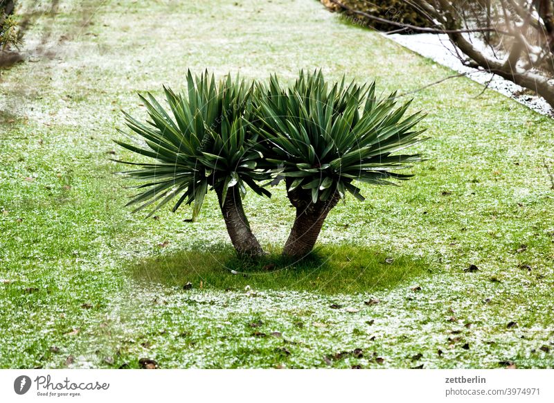Palm tree with fresh snow Branch Tree Relaxation holidays Garden Grass Cold allotment Garden allotments Deserted Nature Virgin snow Plant Lawn tranquillity Snow