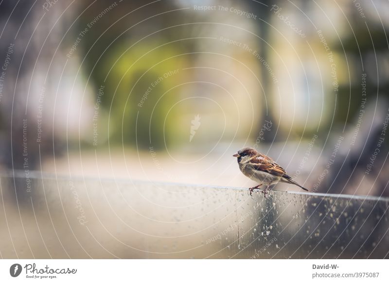 Sparrow / House Sparrow in rainy weather Rain Bird Cute Weather Bad weather Crouch