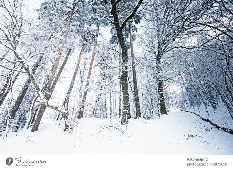 winter forest Winter forest Forest Snow trees Wide angle Weather Snowfall Coniferous trees off path Landscape Nature White Tree trunk tribes Tall Large Branch