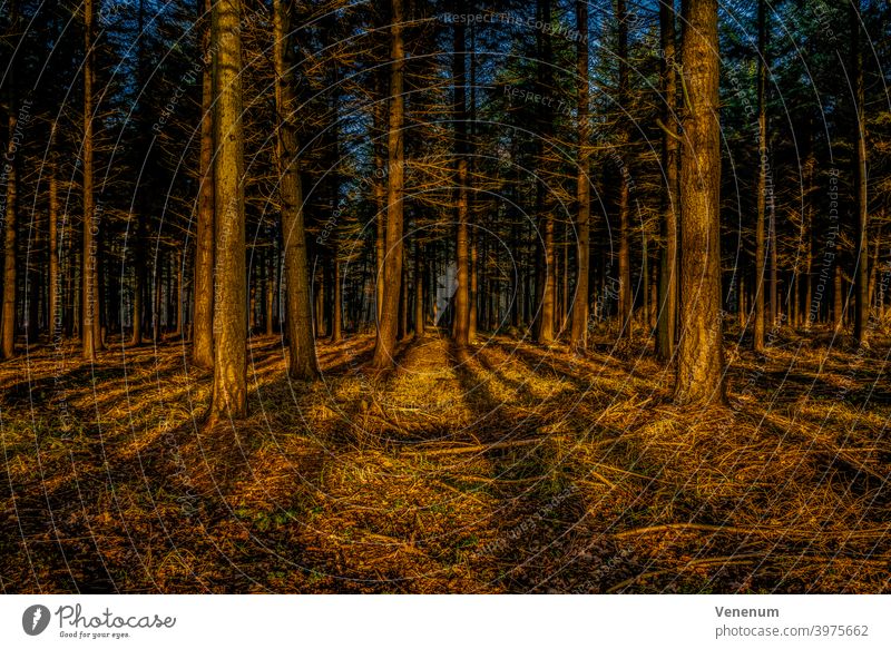 View into a forest in the early morning shortly after sunrise in winter Forests tree trees forest floor floor plants weeds ground cover trunk trunks tree trunks