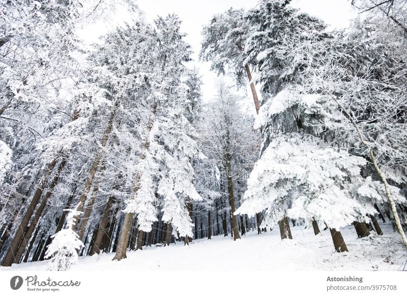 Snowed in forest snowed in Forest Winter Landscape White Sky Ground Winter forest Coniferous trees Weather tree trunks Tree winter landscape Cold Nature