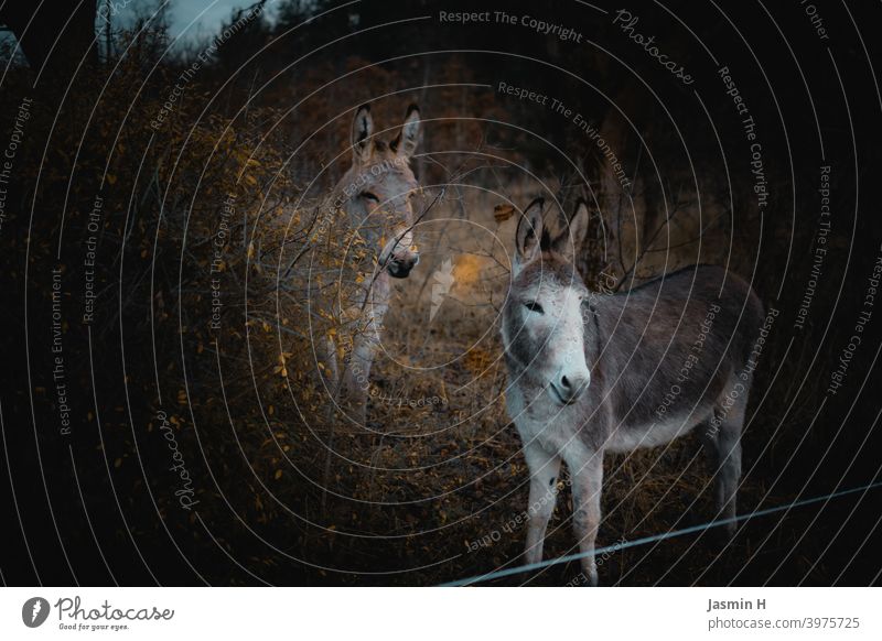 Donkey on meadow Animal Colour photo Gray Nature Animal portrait Looking Curiosity Cute Animal face Observe