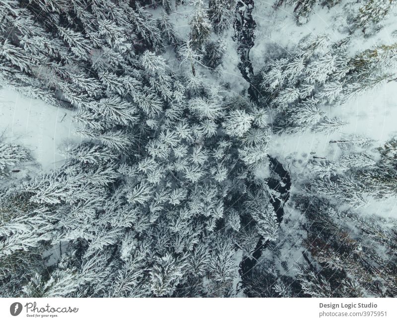 top down view of snow covered trees snowscape winter cold Winter mood snow-covered Nature White Exterior shot Landscape Tree Forest Frost Environment drone view