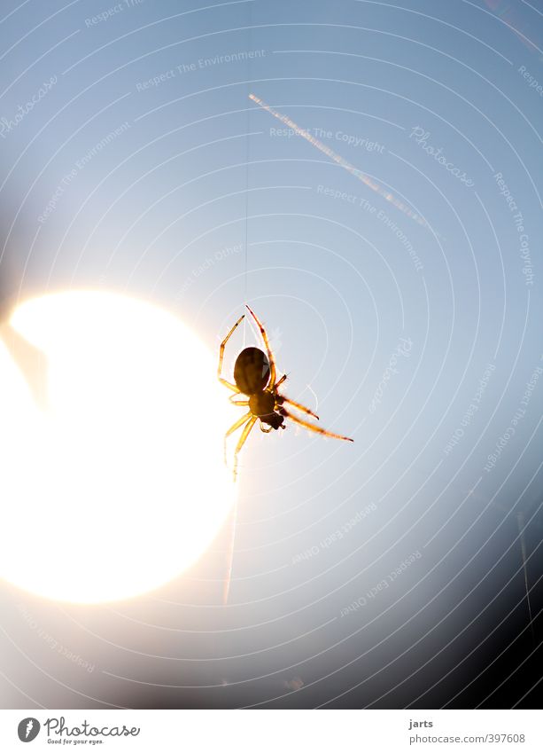 spider in the evening refreshing and refreshing Sun Sunrise Sunset Animal Wild animal 1 Nature Observe Hang up Spider's web Colour photo Exterior shot Close-up