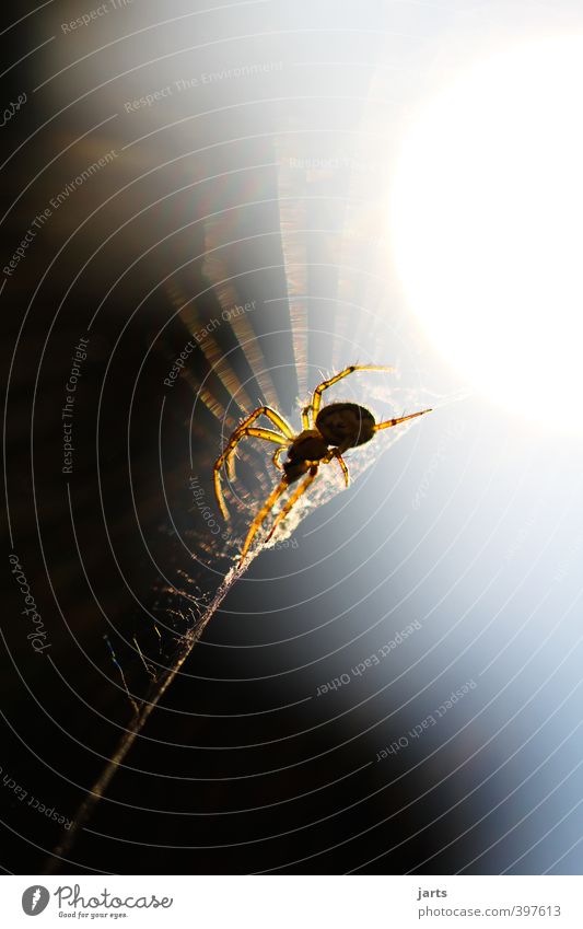 thekla Animal Wild animal Spider 1 Nature Observe Spider's web Colour photo Exterior shot Close-up Detail Copy Space top Copy Space bottom Evening Light Shadow