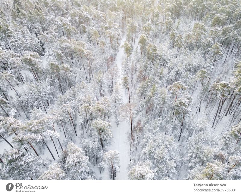 Winter road in snowy forest winter nature season tree aerial cold weather frost landscape view white wood outdoor ice background drone environment travel pine