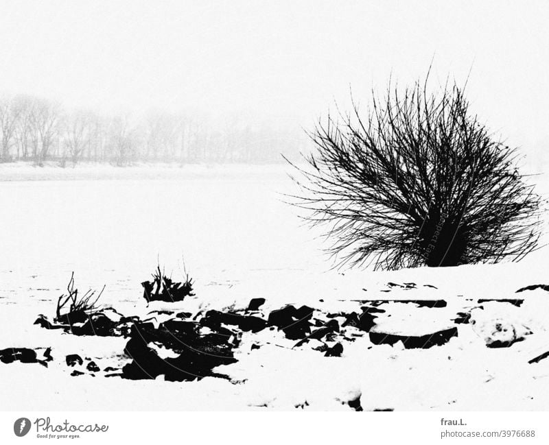 Once upon a time in Hamburg, it snowed... Winter Snow Cold Frost bush Elbe Tree bank stones