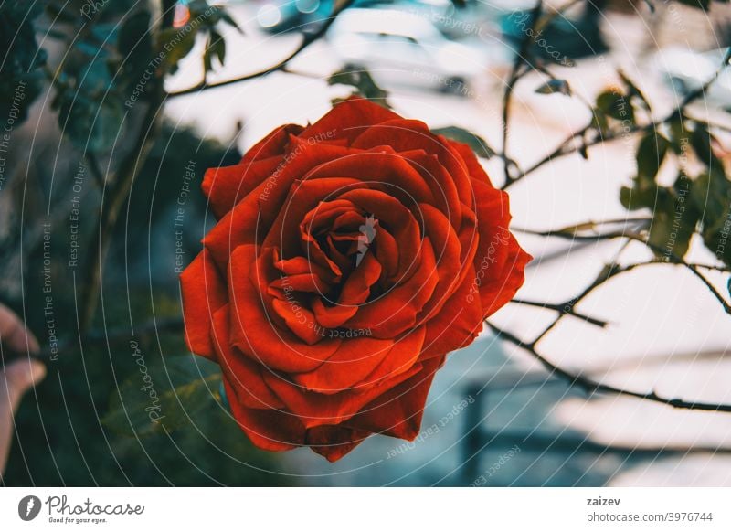 Macro of an open red rose flower blossom flourished flowered ornamental gardens cut flowers commercial perfume edible vitamin blooming petals leaves green