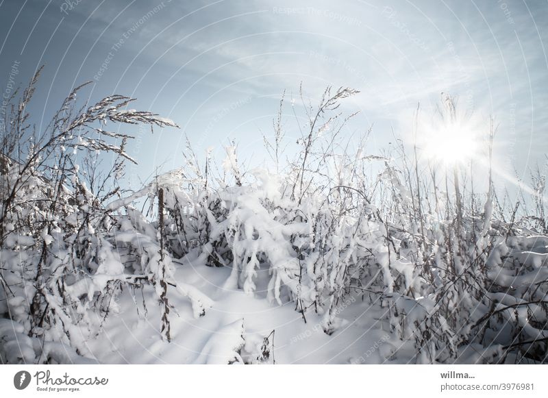 Winter winter Winter mood Snow grasses snowy Sunbeam Beautiful weather Winter's day Cold Landscape Nature