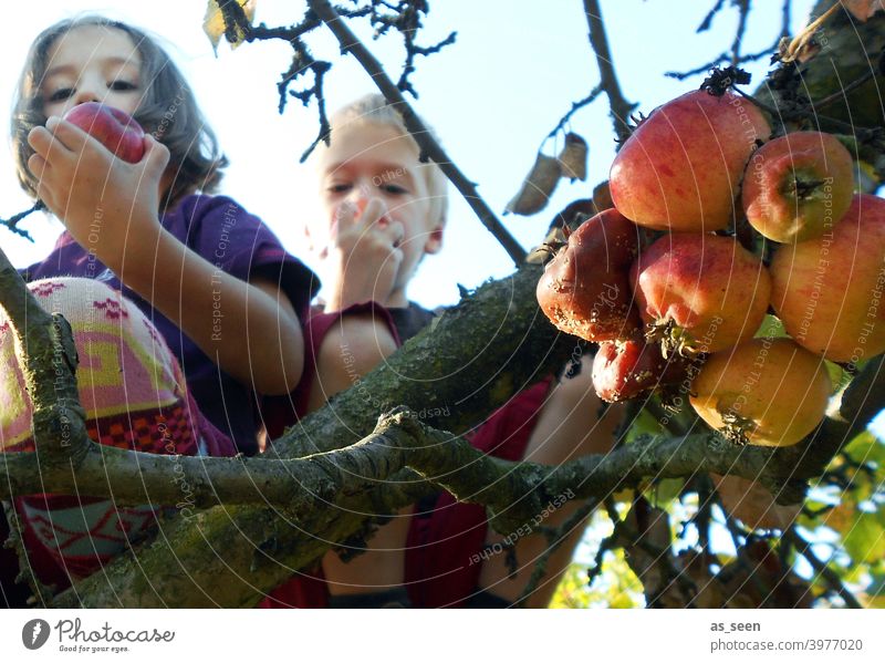 apple harvest Apple tree apples Infancy Eating Nature Climbing reap To enjoy Tights variegated Worm's-eye view Fruit Colour photo Exterior shot Tree Garden
