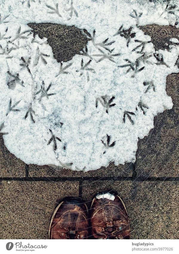 Snow waltz of the city pigeons Pigeon city dove House Dove birds Bird footprints Tracks footprints in the snow Footwear Hiking boots Winter Footprint Snow track