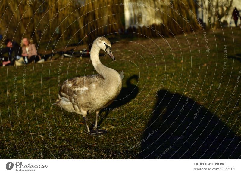 Well fed and self-confident, a young swan presents itself on the picnic meadow in the glow of the evening sun. A young couple in the background marvels at the fearless animal