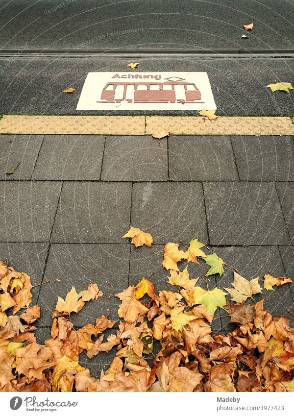 Barrier-free tram stop with tactile guidance system and brown autumn leaves in Cologne on the Rhine in North Rhine-Westphalia in Germany Autumn foliage