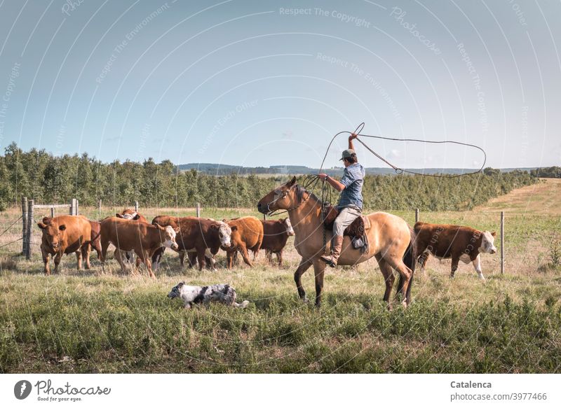 Rider swings the lasso to catch a cow Nature fauna flora Grass way Plant Farm animal Willow tree Agriculture Fence Horizon Summer Sky graze Cow Herd cattle