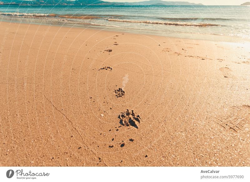 Some dog paws draw on the sand of the beach during a bright day run smooth horizontal imprint jog canine trace image copyspace footprint beast person population