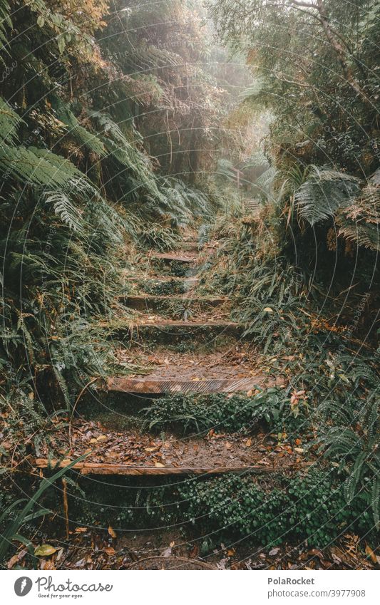#AS# Stairway to another world rainforest Tropical Forest trees Moss Mystic jungles Fog Adventure Deserted Nature Green Landscape naturally foliage Untouched