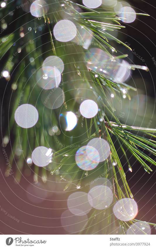 a pine branch plays with light Pine needle Light circles Illuminating Light reflection Glittering Shaft of light Lens flare Flare light reflexes