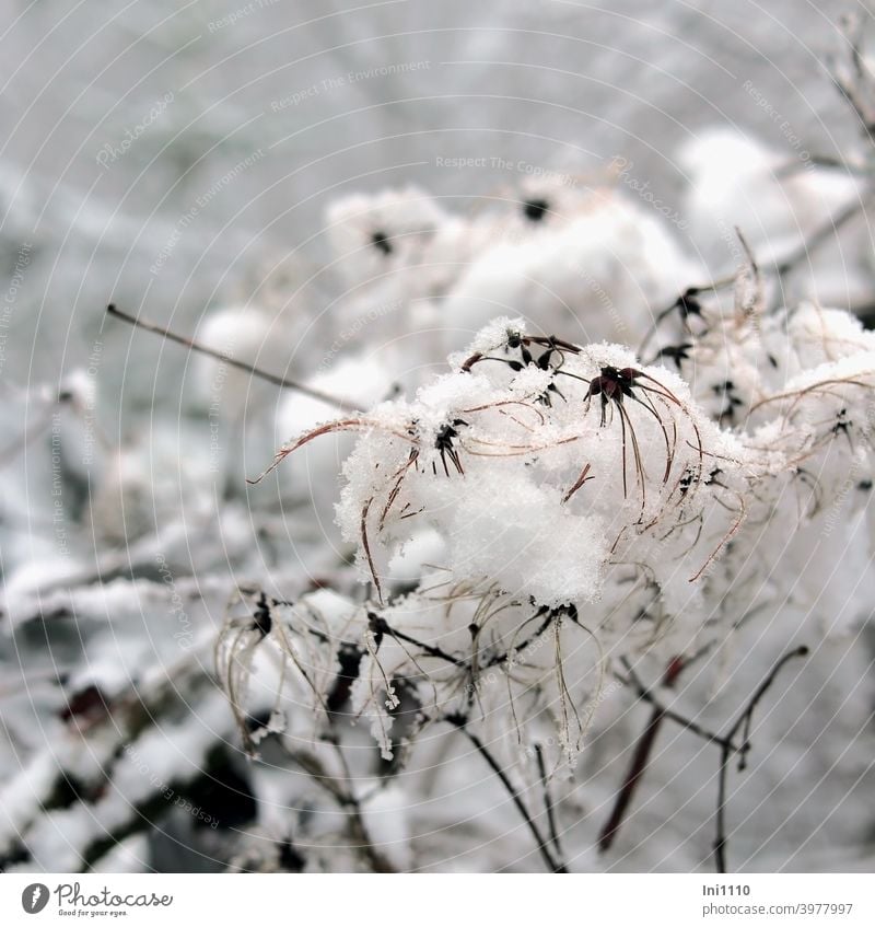 Seeds of the common wood vine in the snow Clematis Clematis vitalba Wild plant Winter Snow cloudy weather Gray snow crystals Nature Deserted winter weather