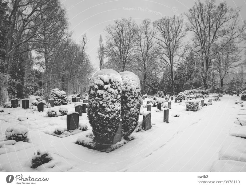 silent Graves Grief Death Tost Winter chill Environment Nature Landscape Peaceful Copy Space right Panorama (View) Beautiful weather To console Cemetery Frost