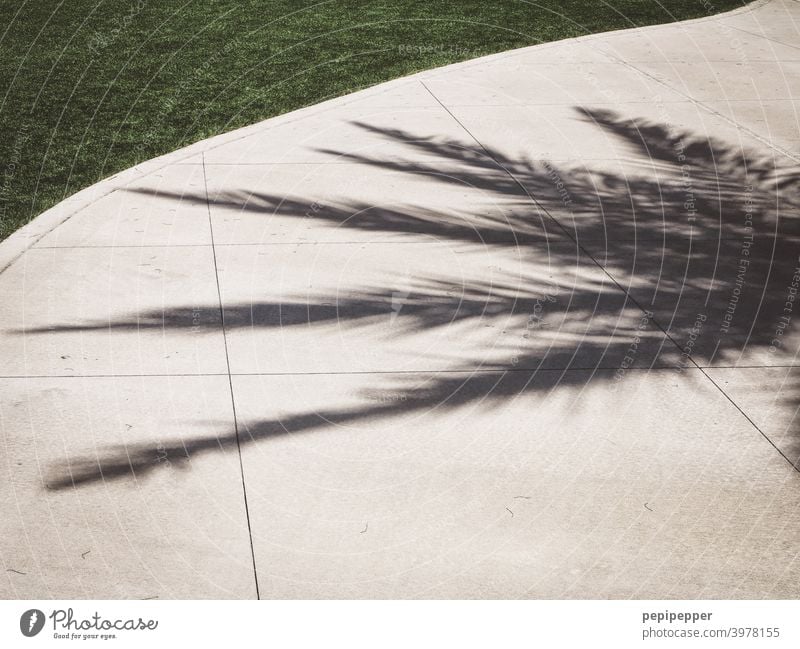 Shadow of a palm tree Palm tree Palm frond palms Swimming & Bathing Vacation & Travel Summer Tourism Reflection Summer vacation Colour photo Exterior shot