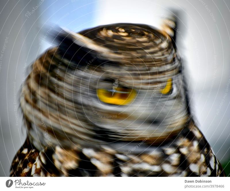 Portrait of an Eagle Owl captured in motion whilst spinning its head around Spinning Motion Eyes Speed Owl birds Animal Colour photo Feather Predator owl eyes