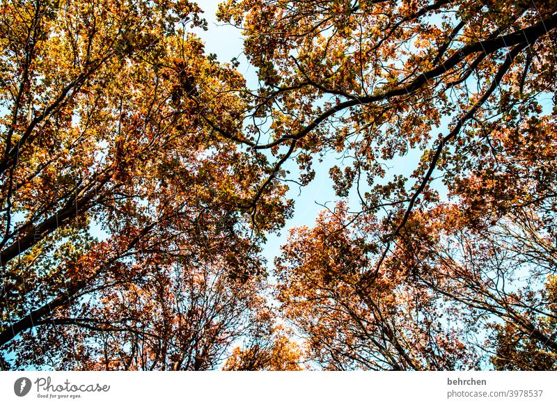 autumn foliage trees Autumnal landscape Autumnal weather leaves Automn wood autumn walk Sky Blue sky Idyll Sun Autumnal colours autumn mood Seasons