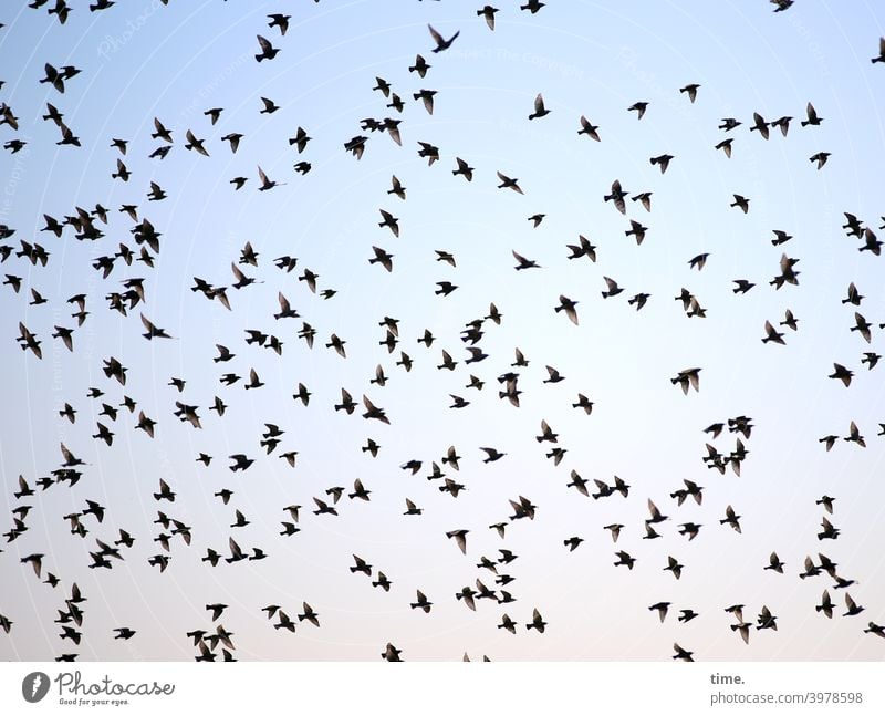 but now quickly ... birds Flying Flock Flock of birds Many Sky Muddled havoc Arrangement evening sky animals Judder