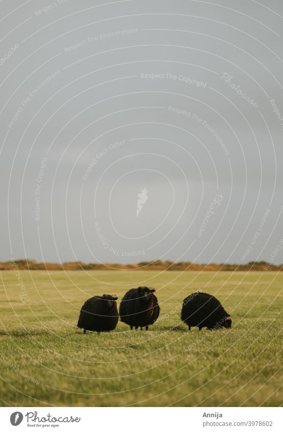 Three black sheep in field wind animal domestic domestic animal iceland nature Farm animal Meadow Landscape Flock