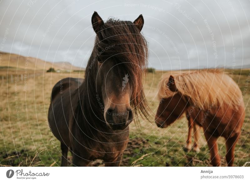 Two wild horses Wild horses iceland horses animal mammal ponies Bangs Iceland Iceland pony Vacation & Travel