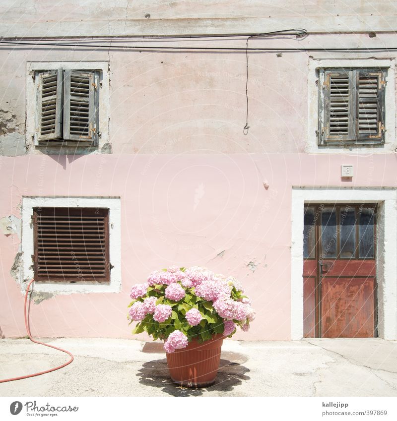 dusky pink Plant Summer Beautiful weather Flower Leaf Blossom Pot plant Village Fishing village Small Town Pink Hydrangea House (Residential Structure) Shutter