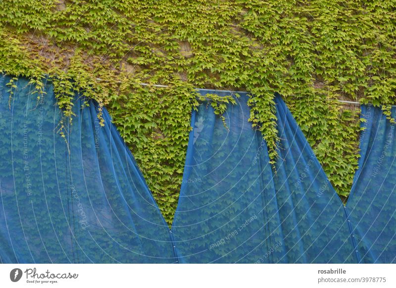 wall design Wall (building) Wall (barrier) Ivy Overgrown Planning slides wrapped shrouded Blue Green background overgrown Nature naturally Growth